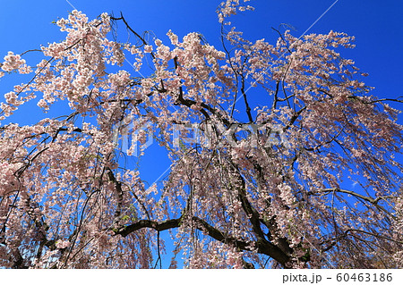 弘前公園 青空と満開の桜 弘前公園 青空と満開の桜 60463186