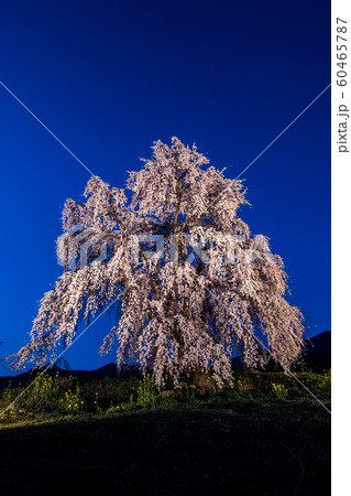 和美の桜 60465787