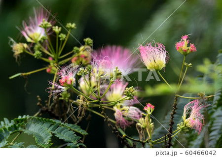 ネムノキの花 60466042
