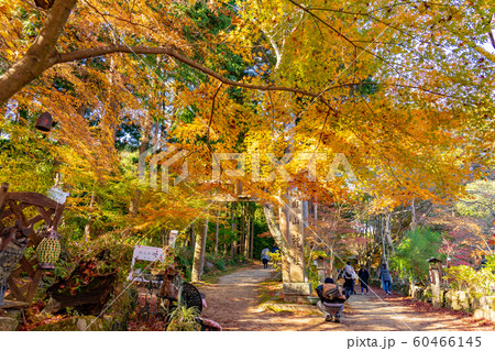 滋賀県　湖南三山の一つ　紅葉の美しい長寿寺の参道と鳥居 60466145