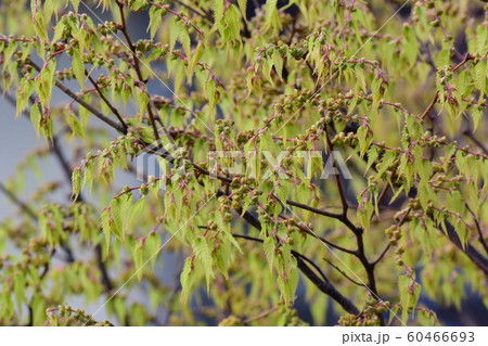 春の芽吹き、新緑 春の芽吹き、新緑 60466693