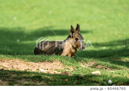 Patagonian Mara, Dolichotis patagonum are large relatives of guinea pigs 60466760