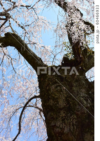 満開の、しだれ桜 満開の、しだれ桜 60466933
