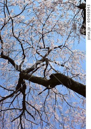 満開の、しだれ桜 満開の、しだれ桜 60466943