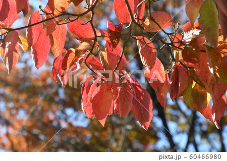 2019 秋色 2019 秋色 60466980