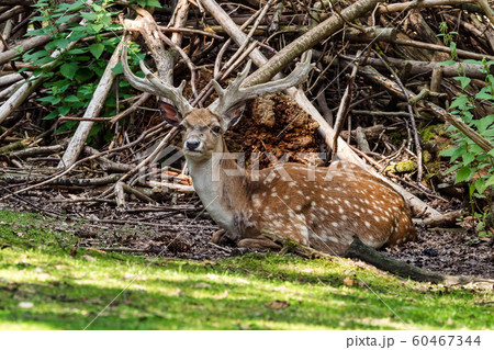The fallow deer, Dama mesopotamica is a ruminant mammal The fallow deer, Dama mesopotamica is a ruminant mammal 60467344