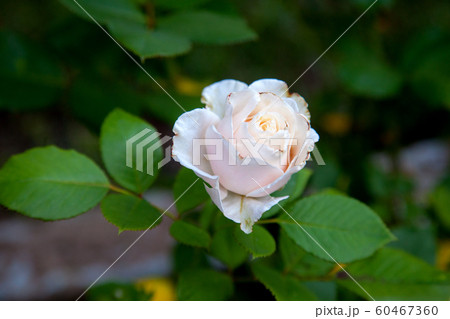 Beautiful rose bush growing in the garden. 60467360