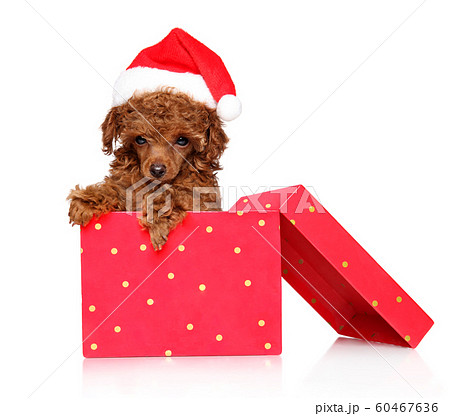 Toy Poodle puppy in Santa s red hat sits in gift 60467636