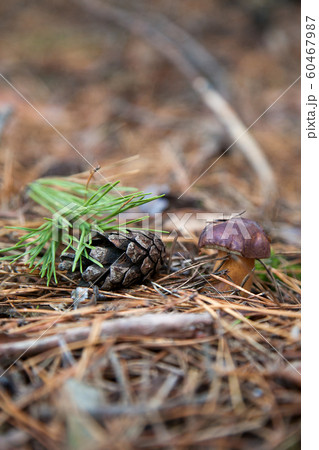 Imleria badia or Boletus badius commonly known as 60467987