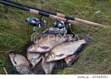Successful fishing - two freshwater bream fish Successful fishing - two freshwater bream fish 60468062