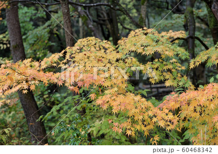 紅葉に包まれた雨の生田緑地 紅葉に包まれた雨の生田緑地 60468342