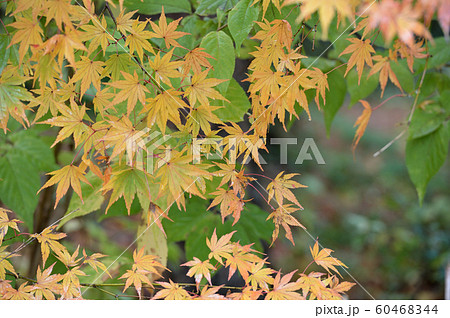紅葉に包まれた雨の生田緑地 紅葉に包まれた雨の生田緑地 60468344