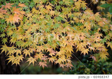 紅葉に包まれた雨の生田緑地 60468347