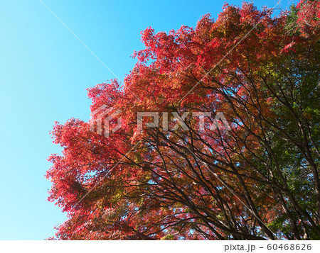 紅葉　青空 60468626