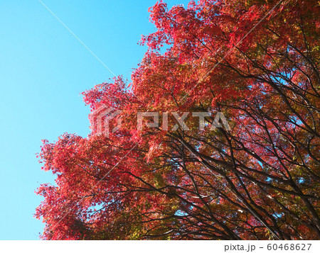 紅葉　青空 60468627