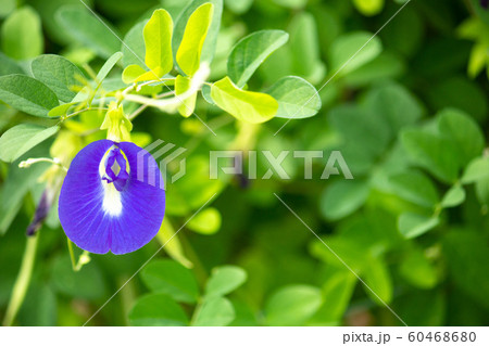 チョウマメ（蝶豆、Clitoria ternatea、藍胡蝶）、バタフライピー、美容に良い青いお茶の 60468680