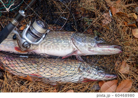 Freshwater pike fish. Big freshwater pike fish Freshwater pike fish. Big freshwater pike fish 60468980