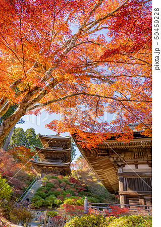 滋賀県　湖南三山の一つ　紅葉の美しい常楽寺の本堂と三重塔 60469228