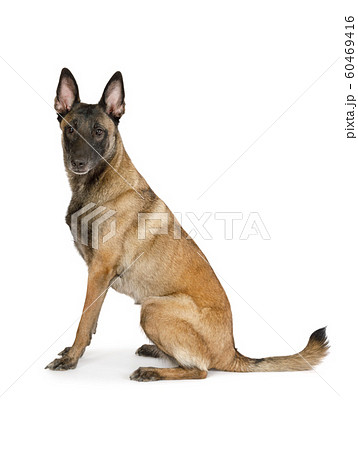 Pedigree Belgian shepherd dog Malinois sitting on Pedigree Belgian shepherd dog Malinois sitting on 60469416