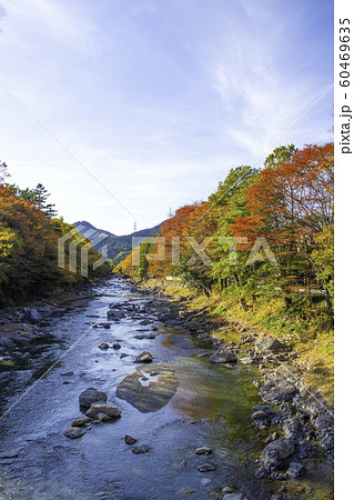 東京都にある秋川渓谷の佳月橋からの紅葉景色 あきる野市 １１月 紅葉まっさかりの写真素材