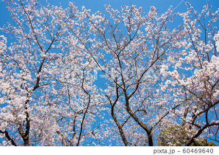 満開の桜 満開の桜 60469640