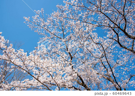 満開の桜 満開の桜 60469643