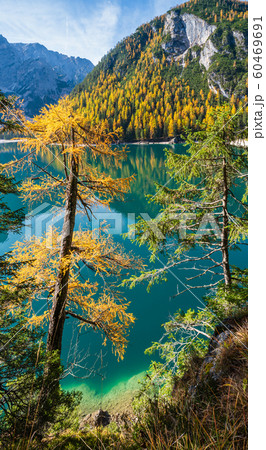 Autumn peaceful alpine lake Braies or Pragser 60469691