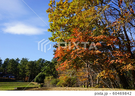 北山崎の秋 60469842