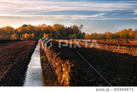 Rows of cutted peat at an excavation side in a peat bog at Northwestern Germany 60469873