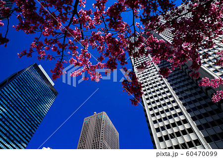 さくら咲く、あふれる笑顔、よろこびのう歌 60470099