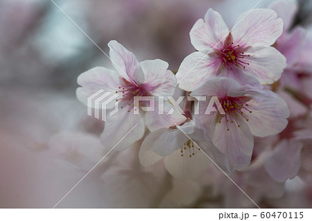 さくら咲く、あふれる笑顔、よろこびのう歌 60470115