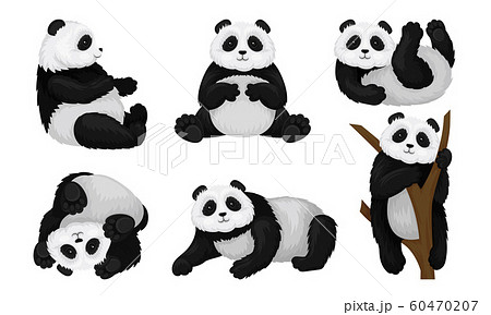 Panda Animal In Different Poses Vector Set のイラスト素材