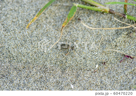 エリザハンミョウ 60470220