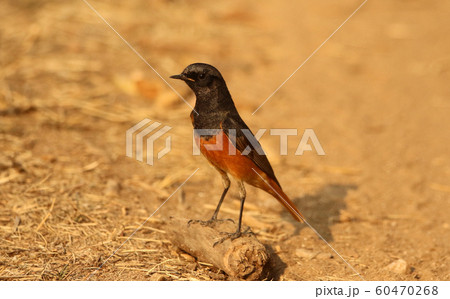 Black redstart, Phoenicurus ochruos, male, Pench National Park, Madhya Pradesh, India 60470268
