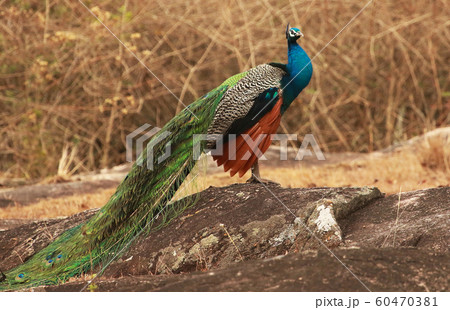 Peacock, Pavo cristatus, Bandipur National Park, Karnataka, India Peacock, Pavo cristatus, Bandipur National Park, Karnataka, India 60470381