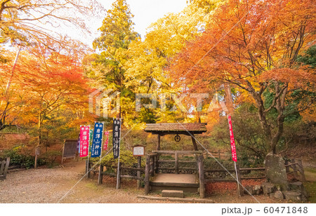 栃木・唐沢山神社の紅葉 栃木・唐沢山神社の紅葉 60471848