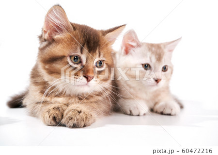 Front view of two baby cats. 60472216