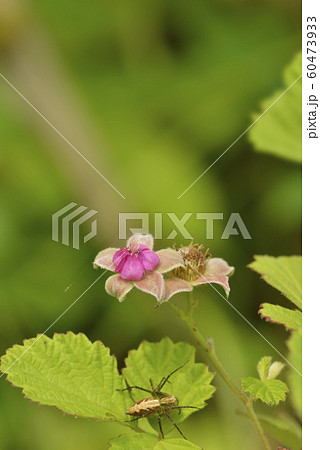 ナワシロイチゴ 60473933