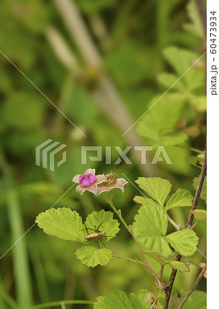 ナワシロイチゴ ナワシロイチゴ 60473934