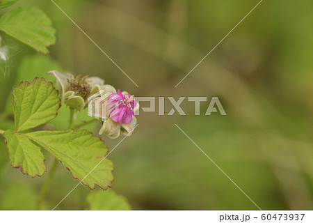 ナワシロイチゴ 60473937