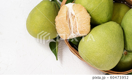 ユズ 柚 文旦 60473952