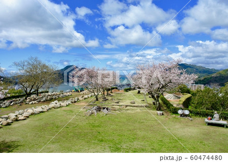 【愛媛】春の宇和島城（桜満開） 60474480