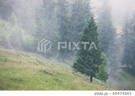 Misty landscape with fir forest in hipster vintage Misty landscape with fir forest in hipster vintage 60474803