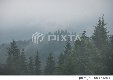 Misty landscape with fir forest in hipster vintage Misty landscape with fir forest in hipster vintage 60474804