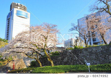 駿府城公園の桜と静岡の町並みの写真素材