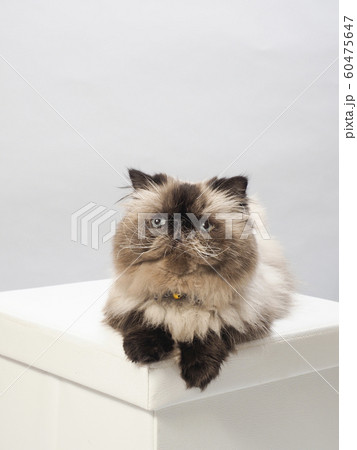 見上げるヒマラヤン 60475647