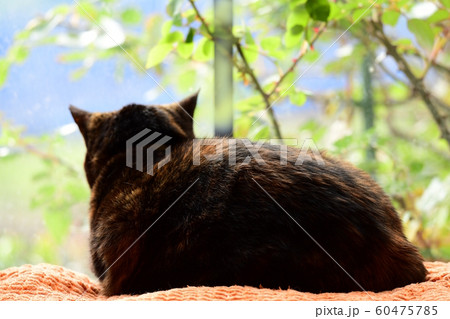 窓から外を見ているサビ猫。猫イメージ素材 60475785