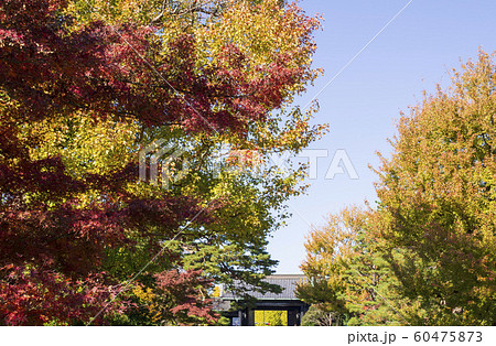 紅葉の季節 皇居 乾通り 紅葉の季節 皇居 乾通り 60475873