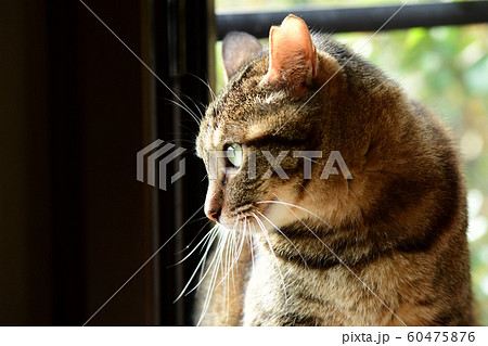 窓から外を見ているキジトラ猫。猫イメージ素材 60475876