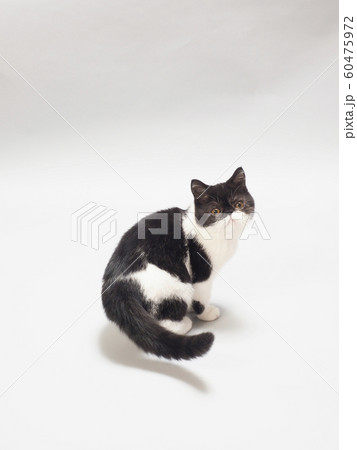 振り向いたエキゾチックショートヘアーの仔猫 振り向いたエキゾチックショートヘアーの仔猫 60475972
